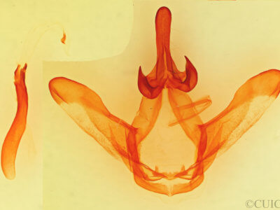 genitalia view of adult Ianassa pallida