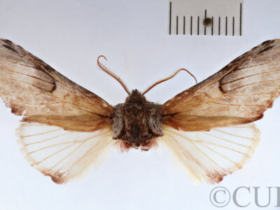 adult Ianassa pallida