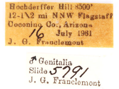 label view of adult Ianassa pallida