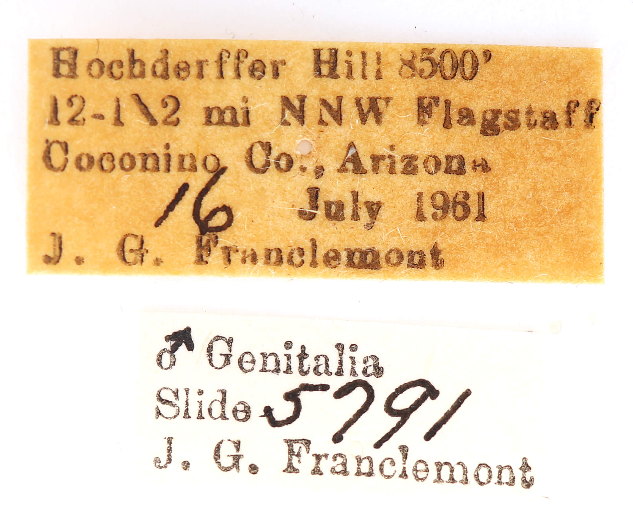 label view of adult Ianassa pallida