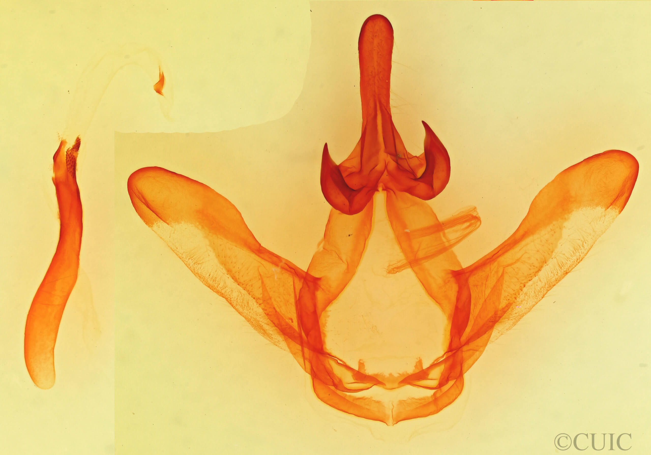 genitalia view of adult Ianassa pallida