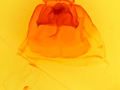 genitalia view of adult Ianassa pallida