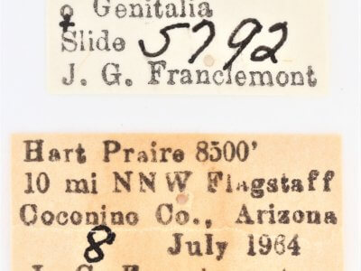 label view of adult Ianassa pallida