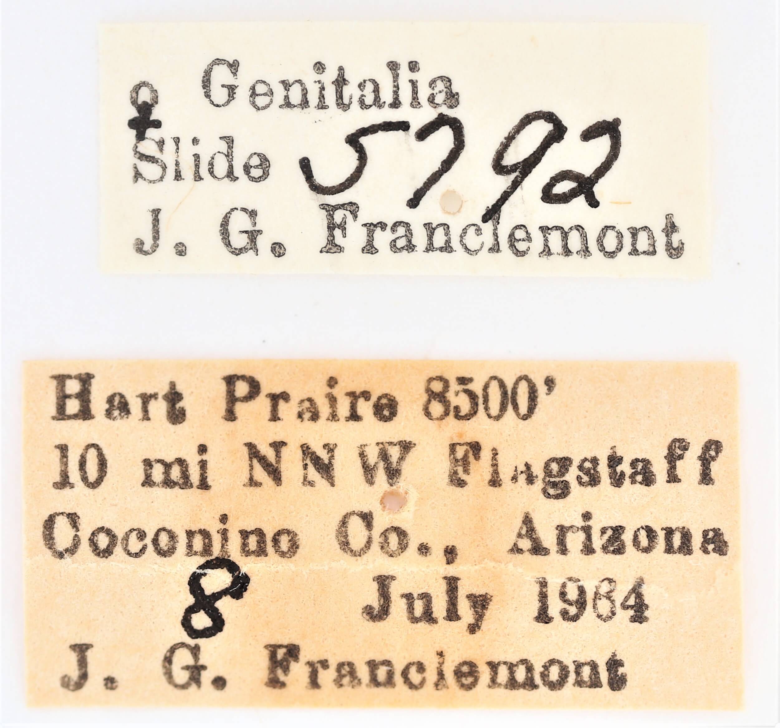 label view of adult Ianassa pallida