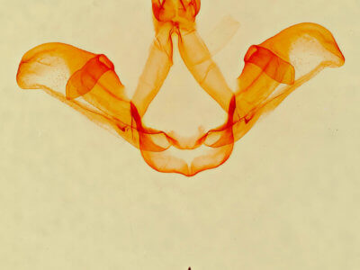 genitalia view of adult Carboniclava alpicoides