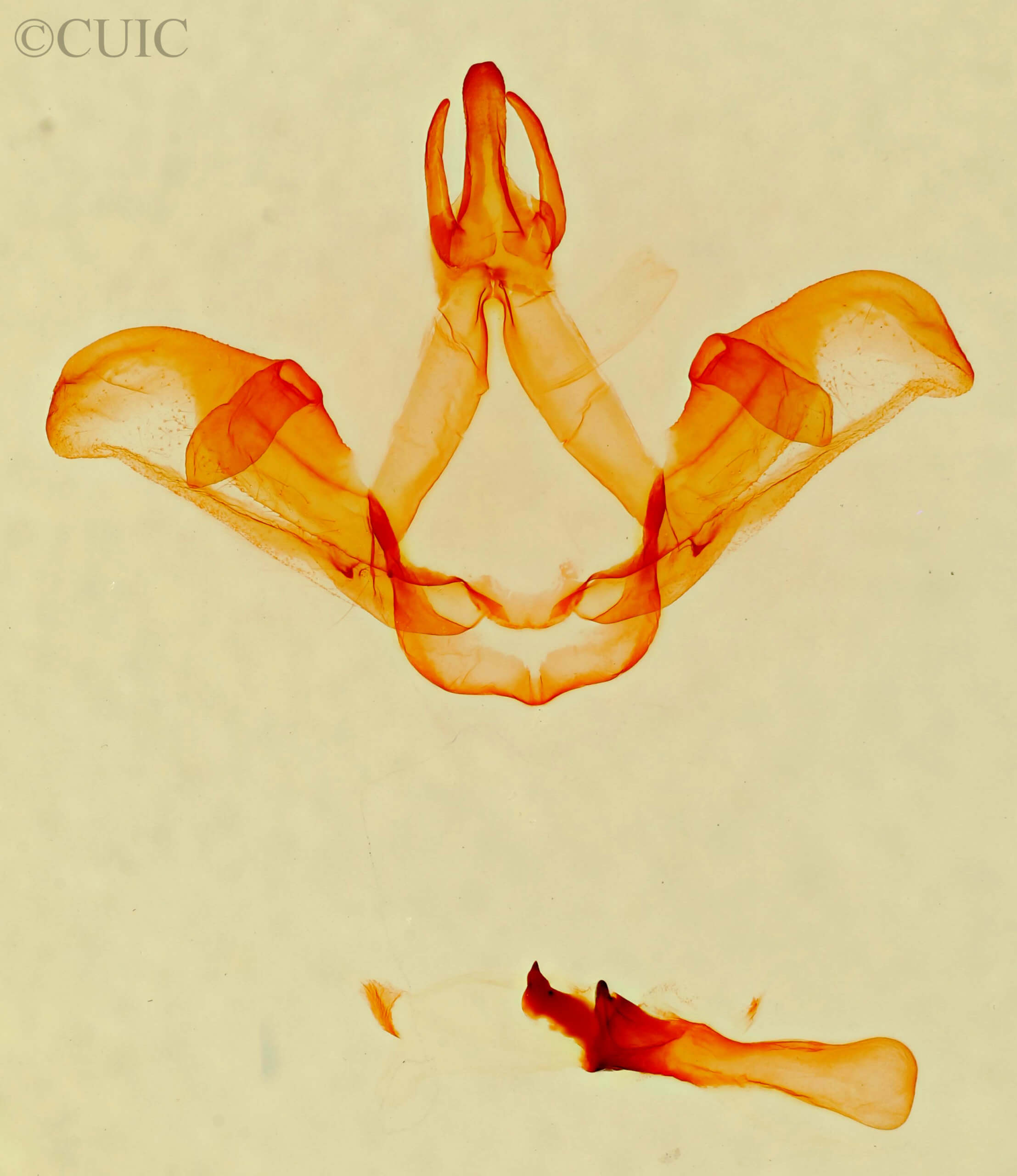 genitalia view of adult Carboniclava alpicoides