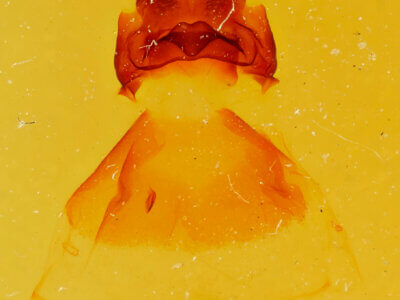 genitalia view of adult Oligocentria ? alpica near  n. sp.