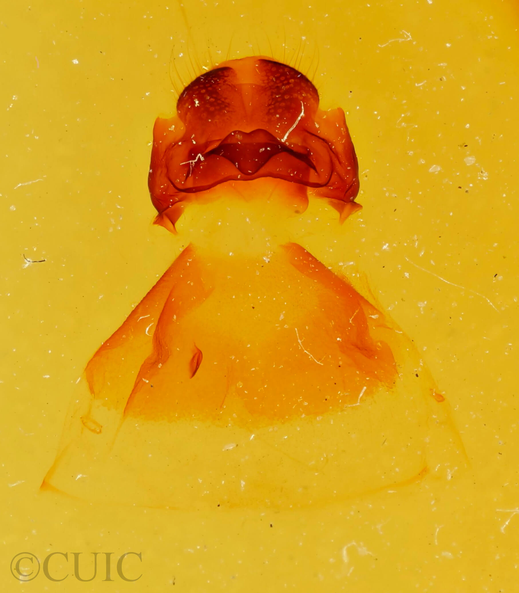 genitalia view of adult Oligocentria ? alpica near  n. sp.