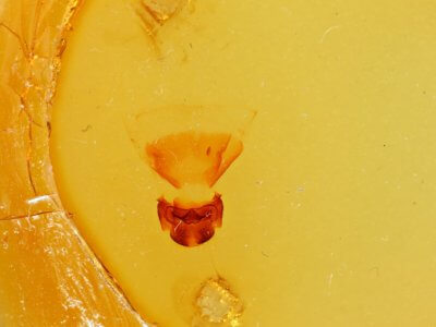 slide view of adult Oligocentria ? alpica near  n. sp.