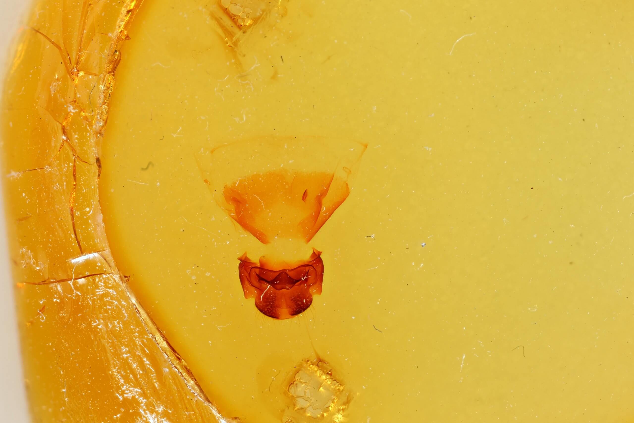 slide view of adult Oligocentria ? alpica near  n. sp.