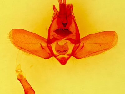 genitalia view of adult Olceclostera  seraphica 