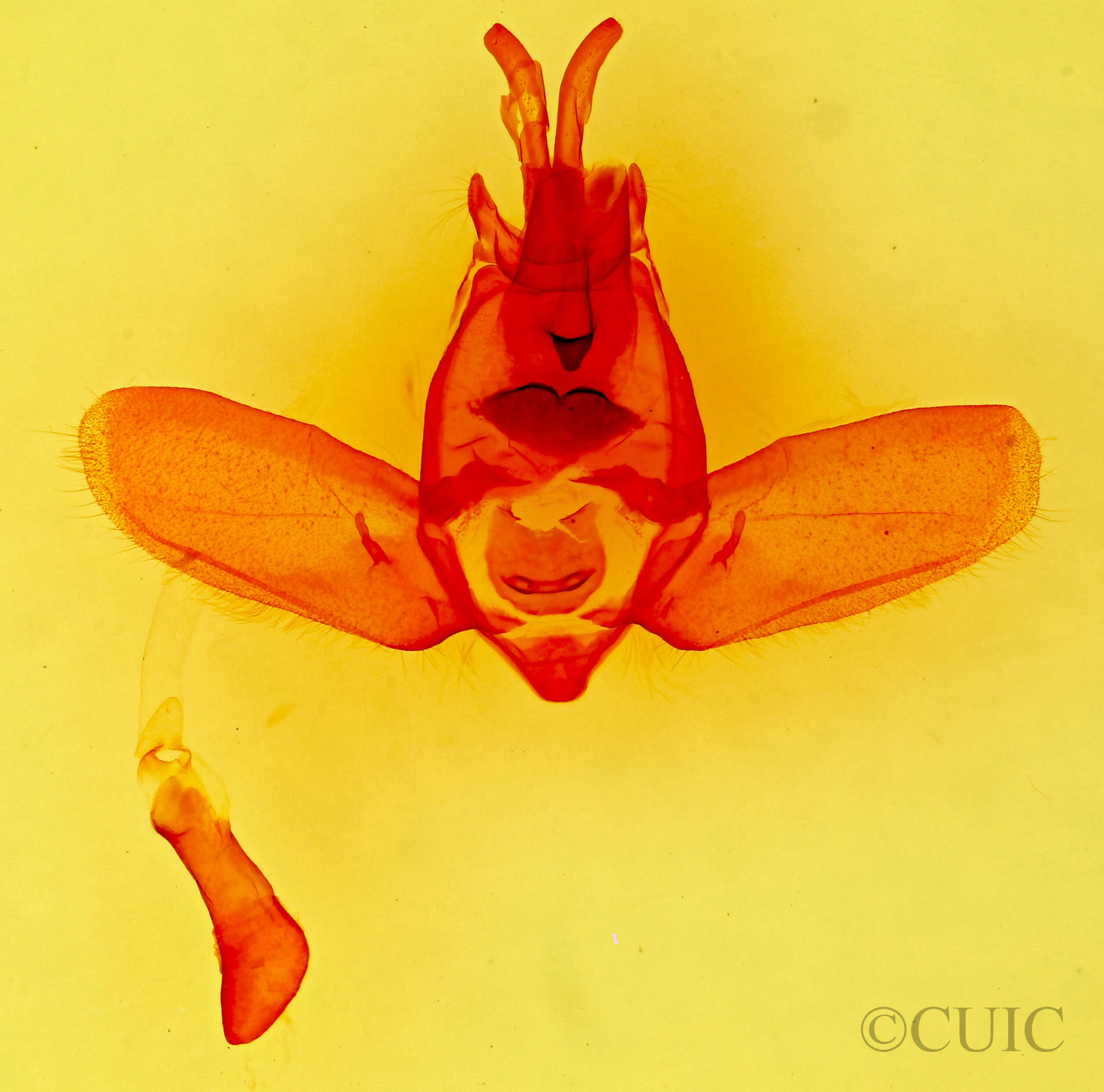 genitalia view of adult Olceclostera  seraphica 