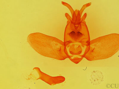 genitalia view of adult Olceclostera  angelica 