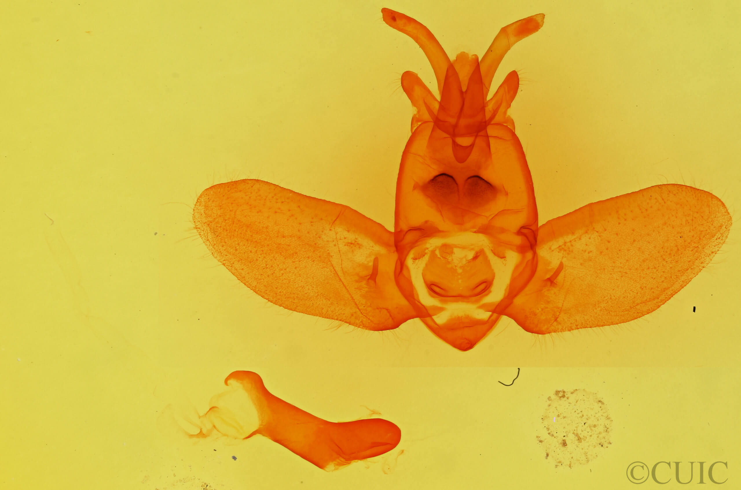 genitalia view of adult Olceclostera  angelica 