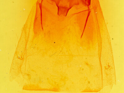 genitalia view of adult Olceclostera  angelica 