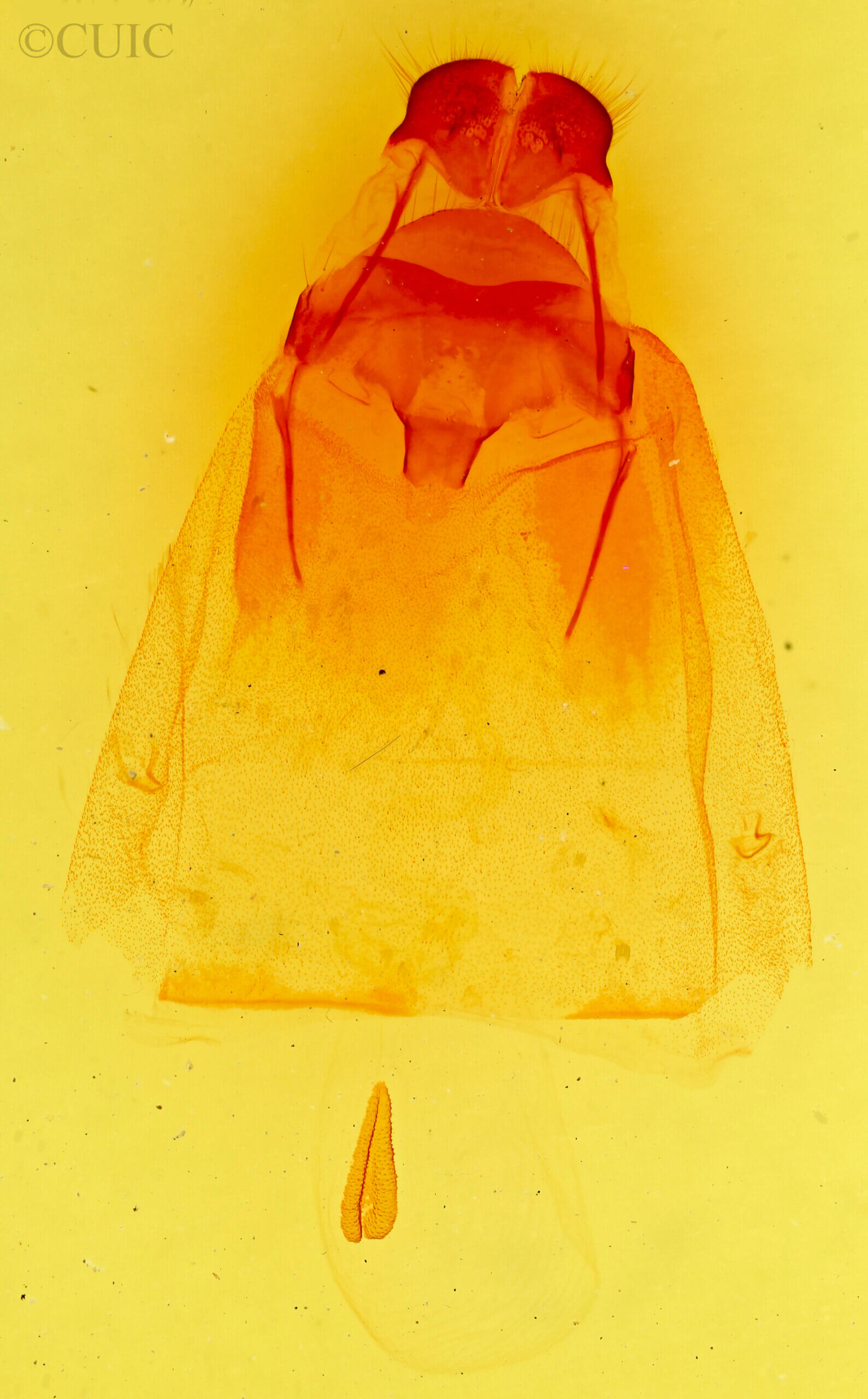 genitalia view of adult Olceclostera  angelica 