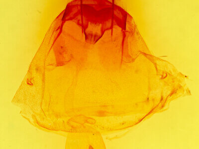 genitalia view of adult Olceclostera  seraphica 