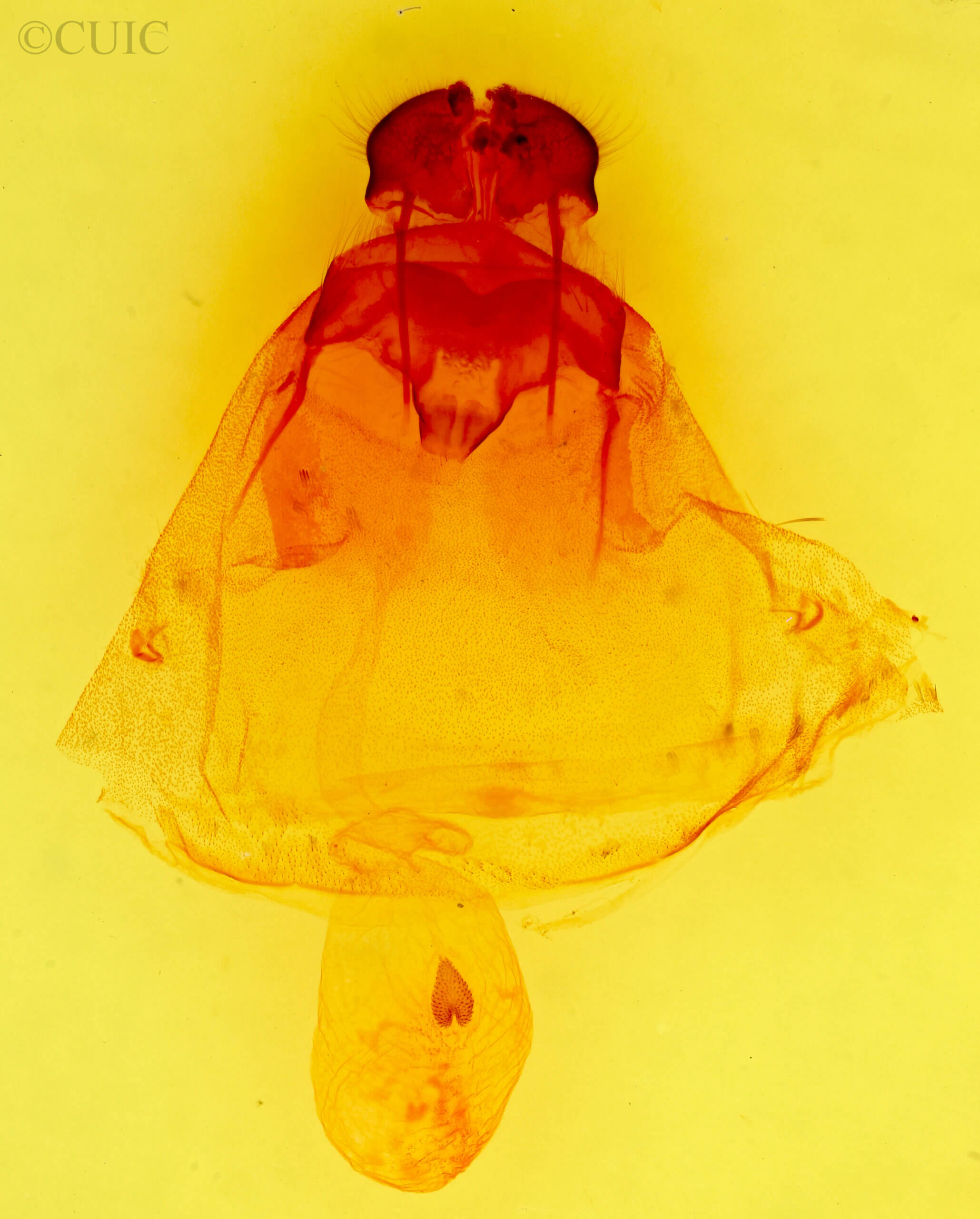 genitalia view of adult Olceclostera  seraphica 