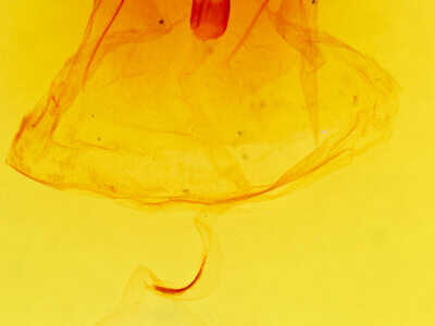 genitalia view of adult Apatelodes  torrefacta 