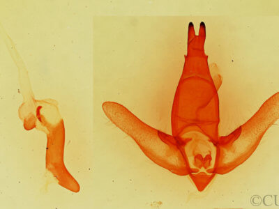 genitalia view of adult Apatelodes  pudefacta