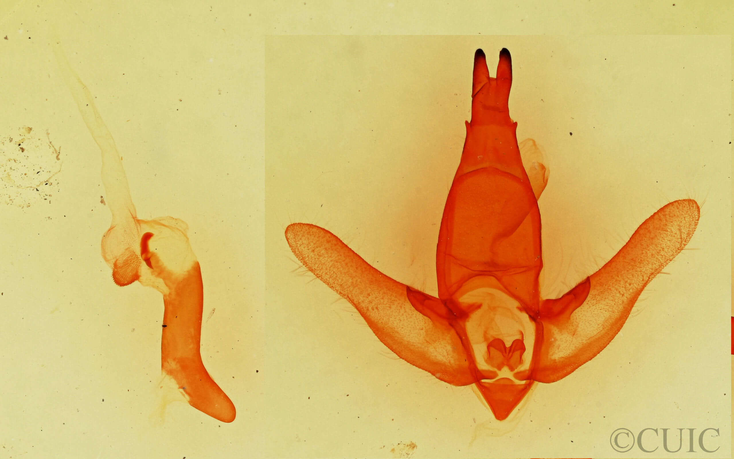 genitalia view of adult Apatelodes  pudefacta