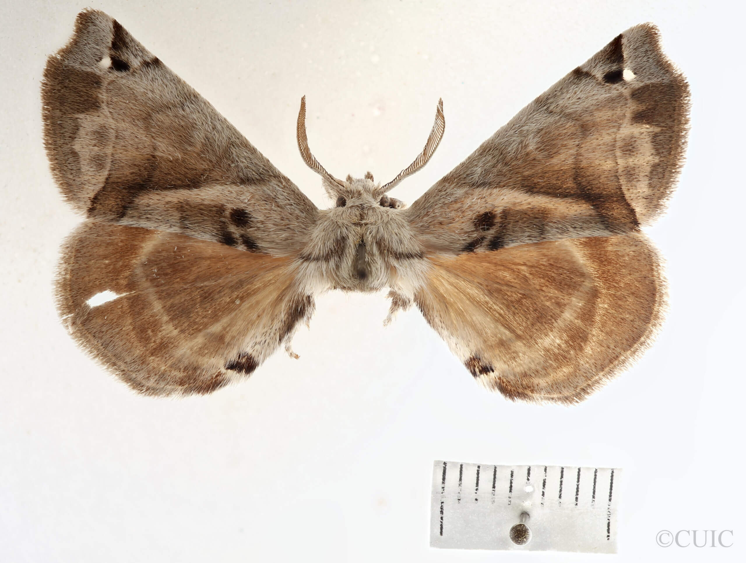 dorsal view of adult Apatelodes  pudefacta