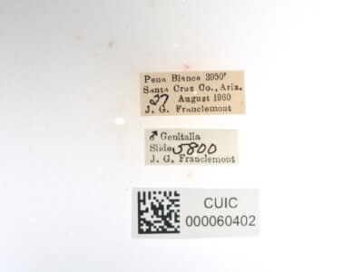 label view of Apatelodes  pudefacta