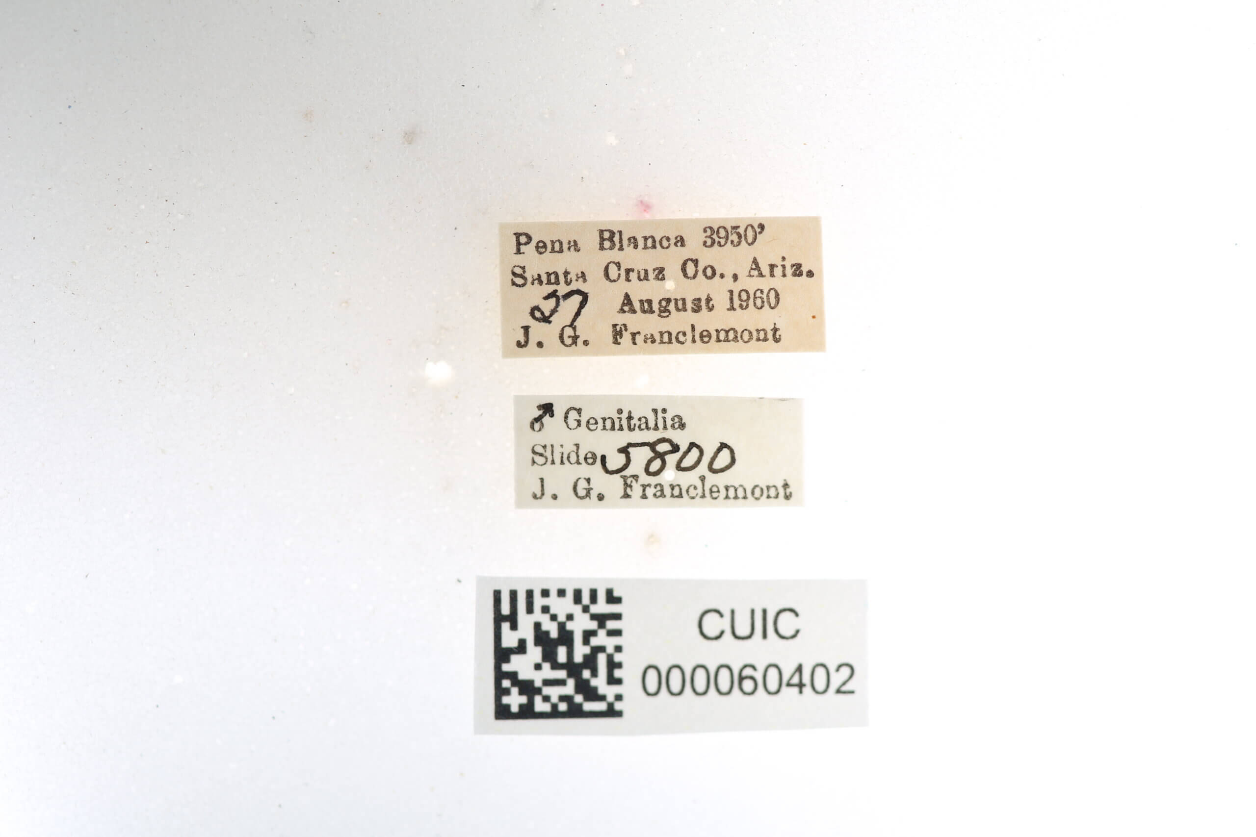 label view of Apatelodes  pudefacta