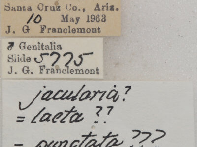 label view of Lambdina  vitraria 