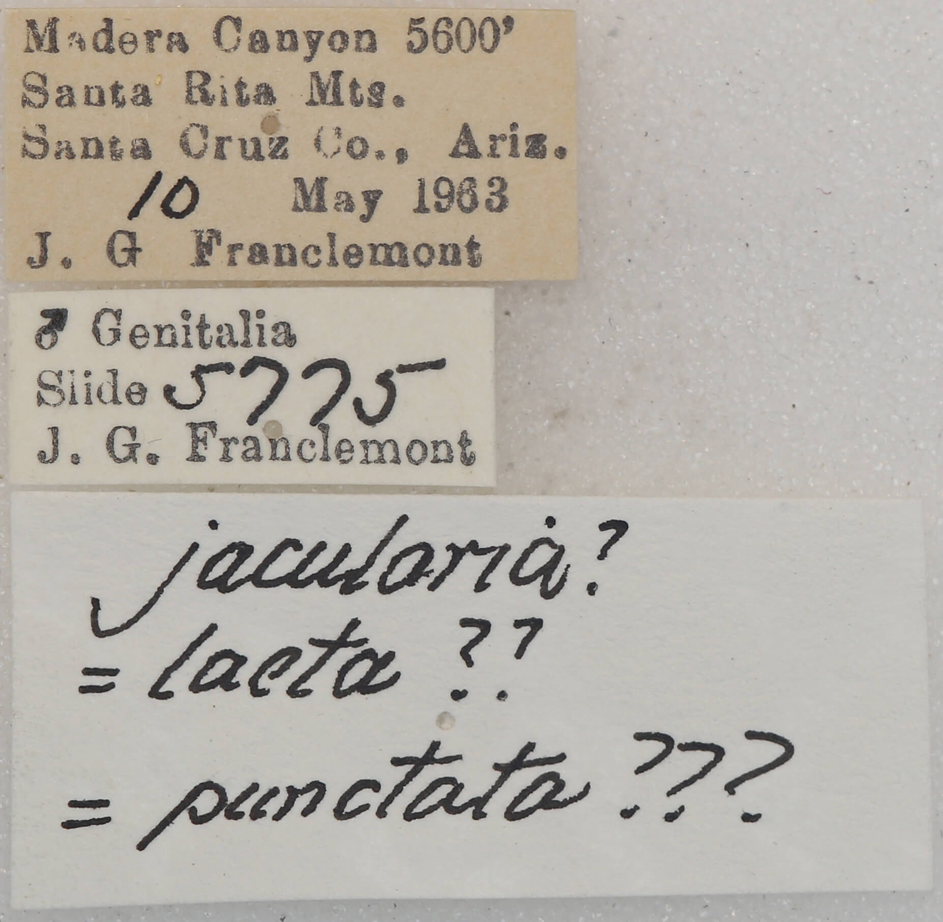 label view of Lambdina  vitraria 
