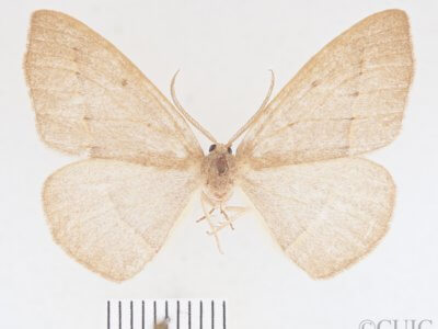 slide view of Lambdina  vitraria 