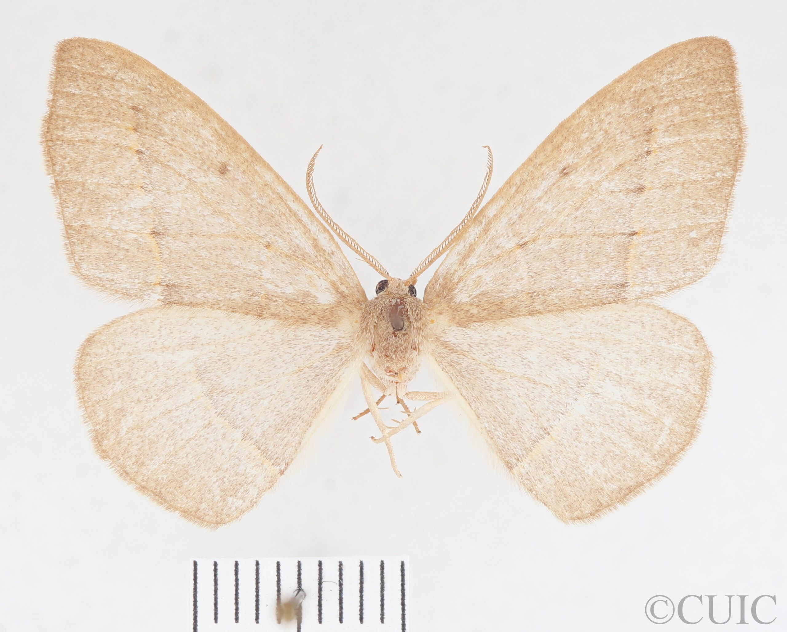 slide view of Lambdina  vitraria 