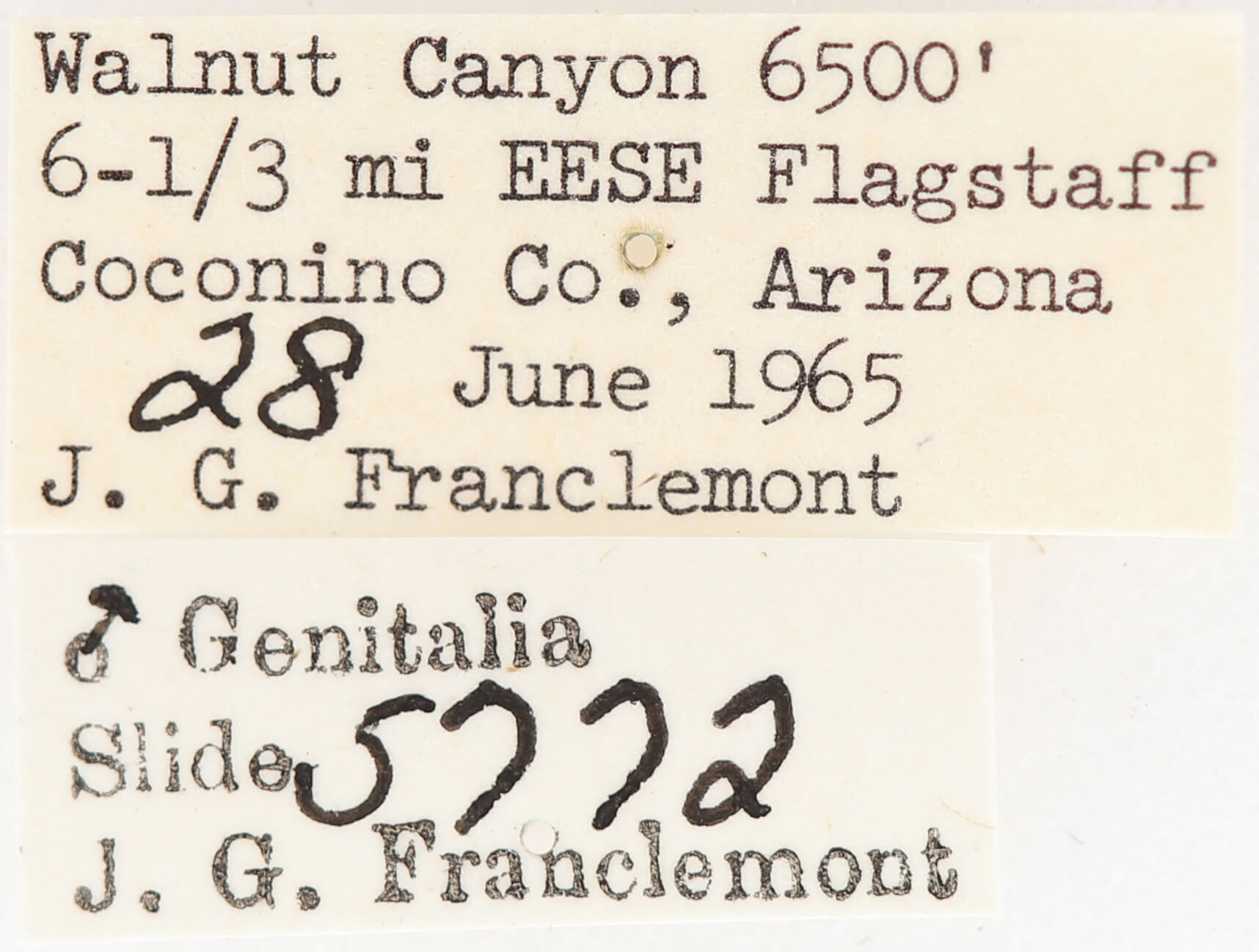 label view of Meris  alticola 