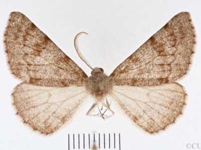 slide view of Meris  alticola 