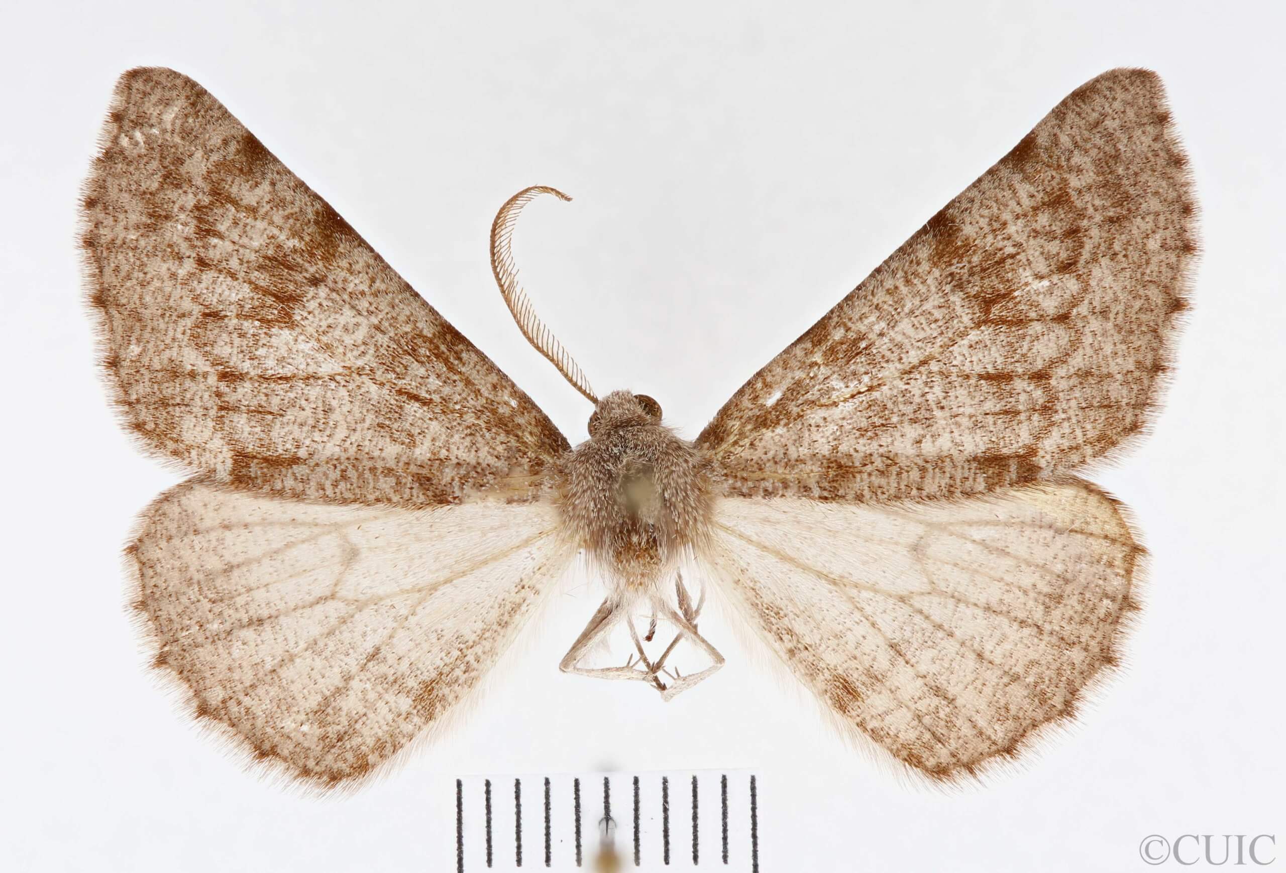 slide view of Meris  alticola 