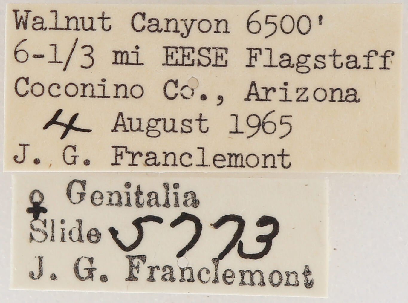 label view of Meris  alticola 