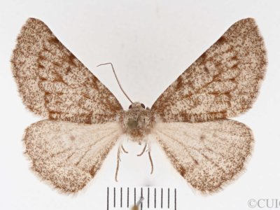 Meris  alticola 