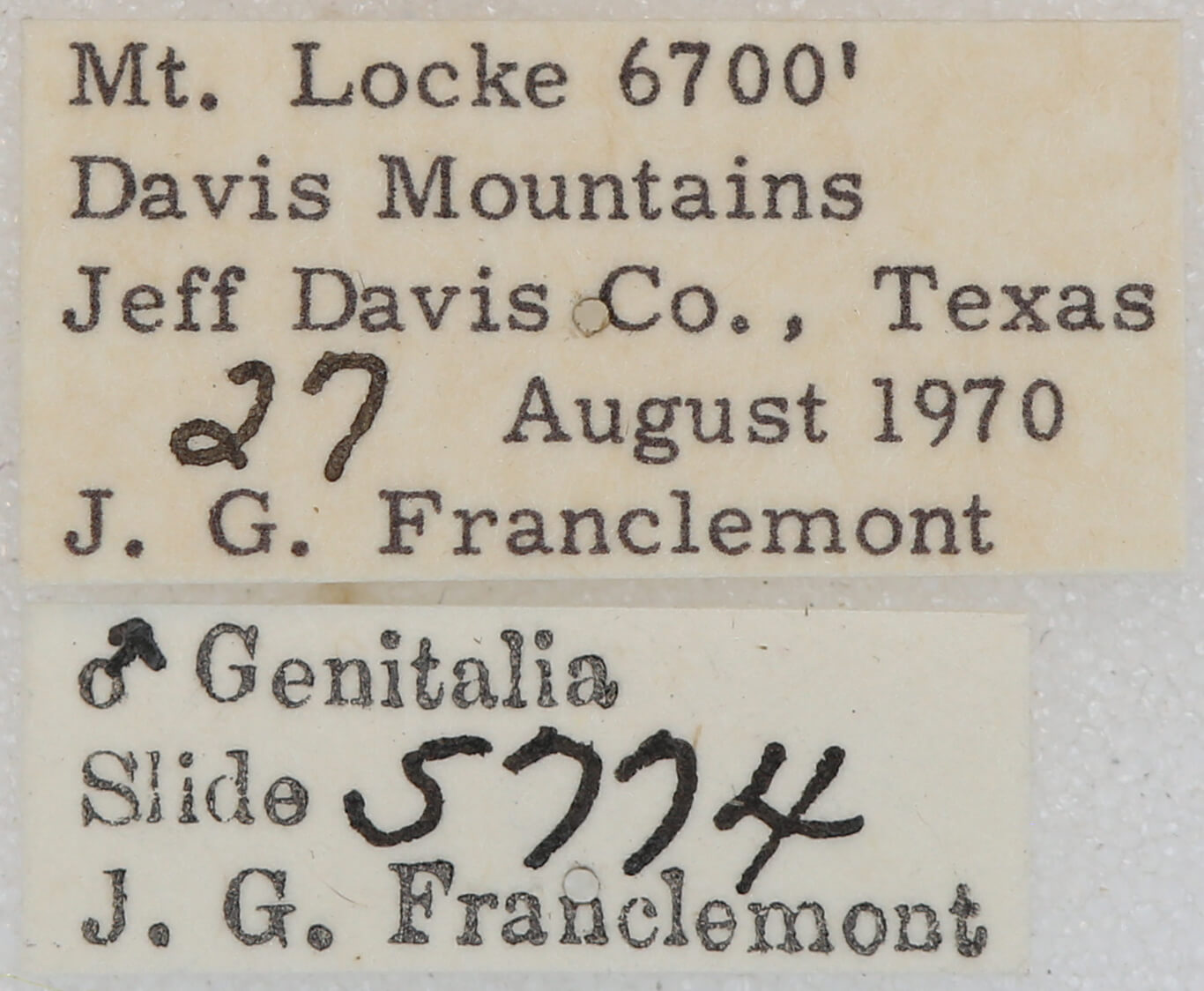 label view of Nemeris  speciosa