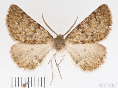 slide view of Nemeris  speciosa