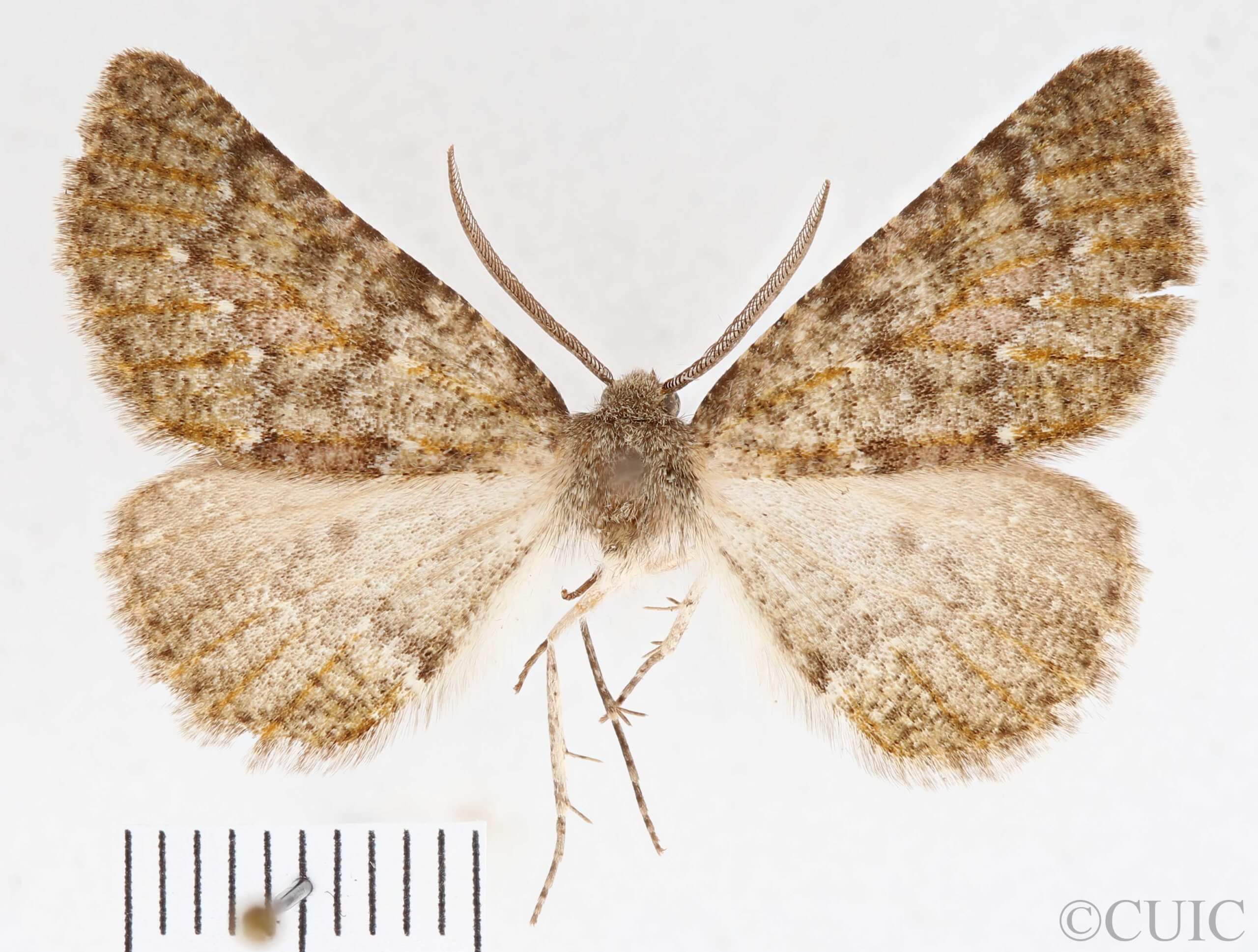 slide view of Nemeris  speciosa