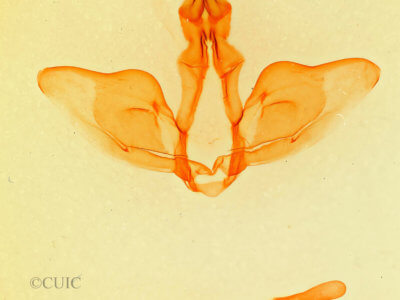genitalia view of adult Oligocentria  delicata