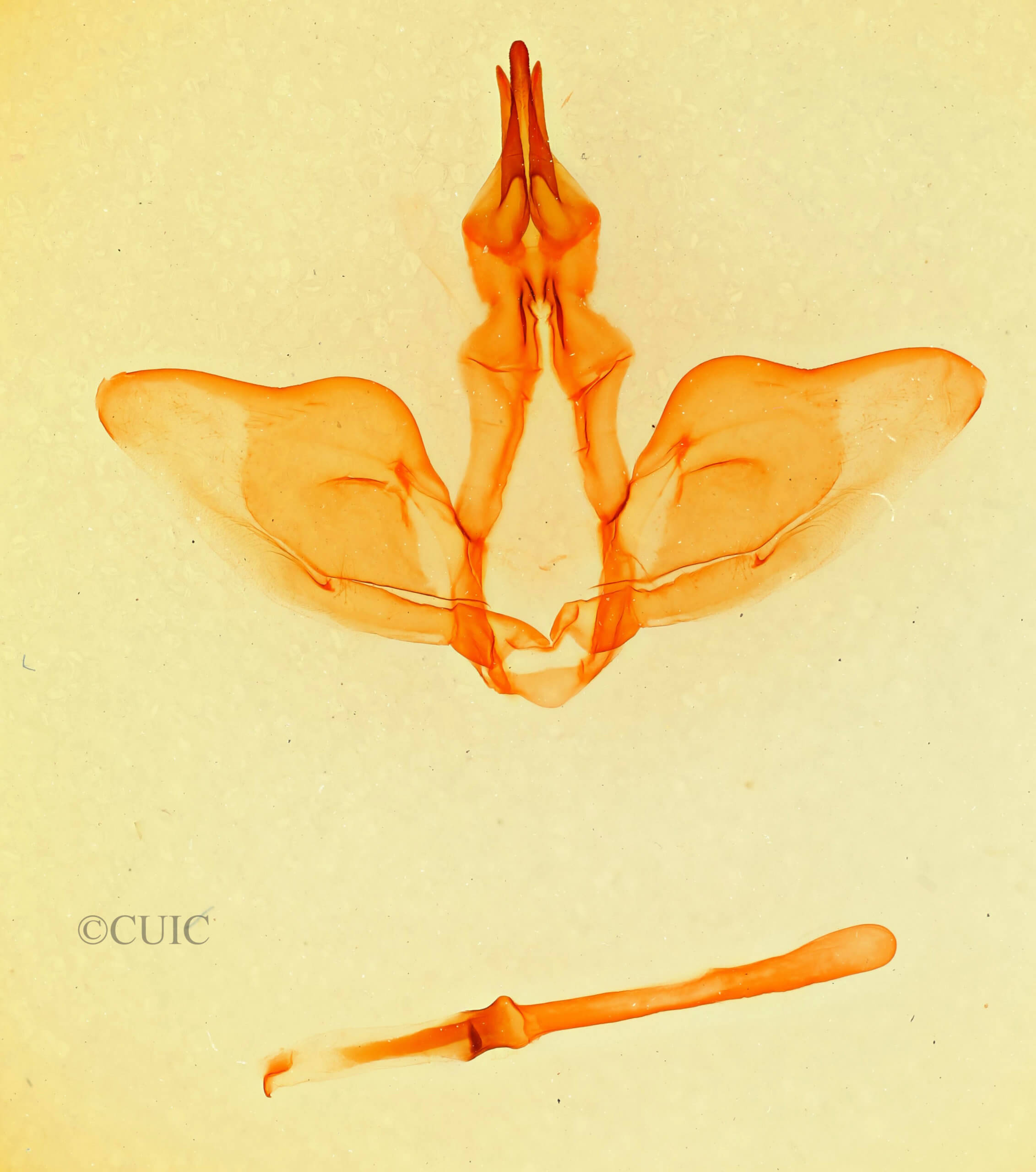 genitalia view of adult Oligocentria  delicata