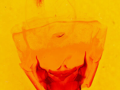 genitalia view of adult Ianassa paradisus