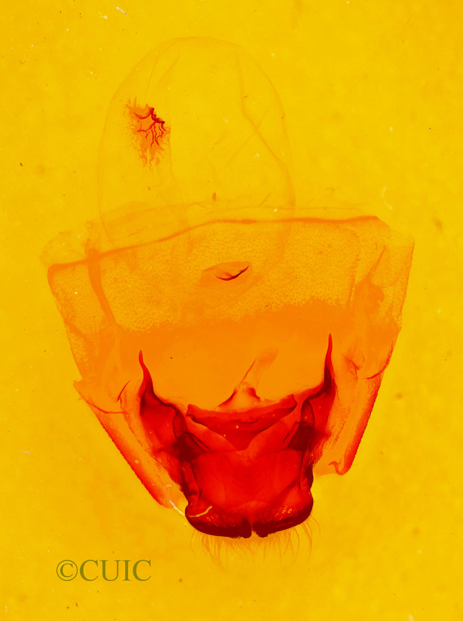 genitalia view of adult Ianassa paradisus