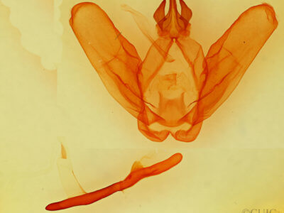 genitalia view of adult Ianassa perangulata