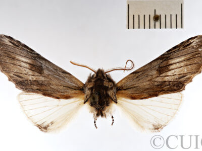 slide view of adult Ianassa perangulata