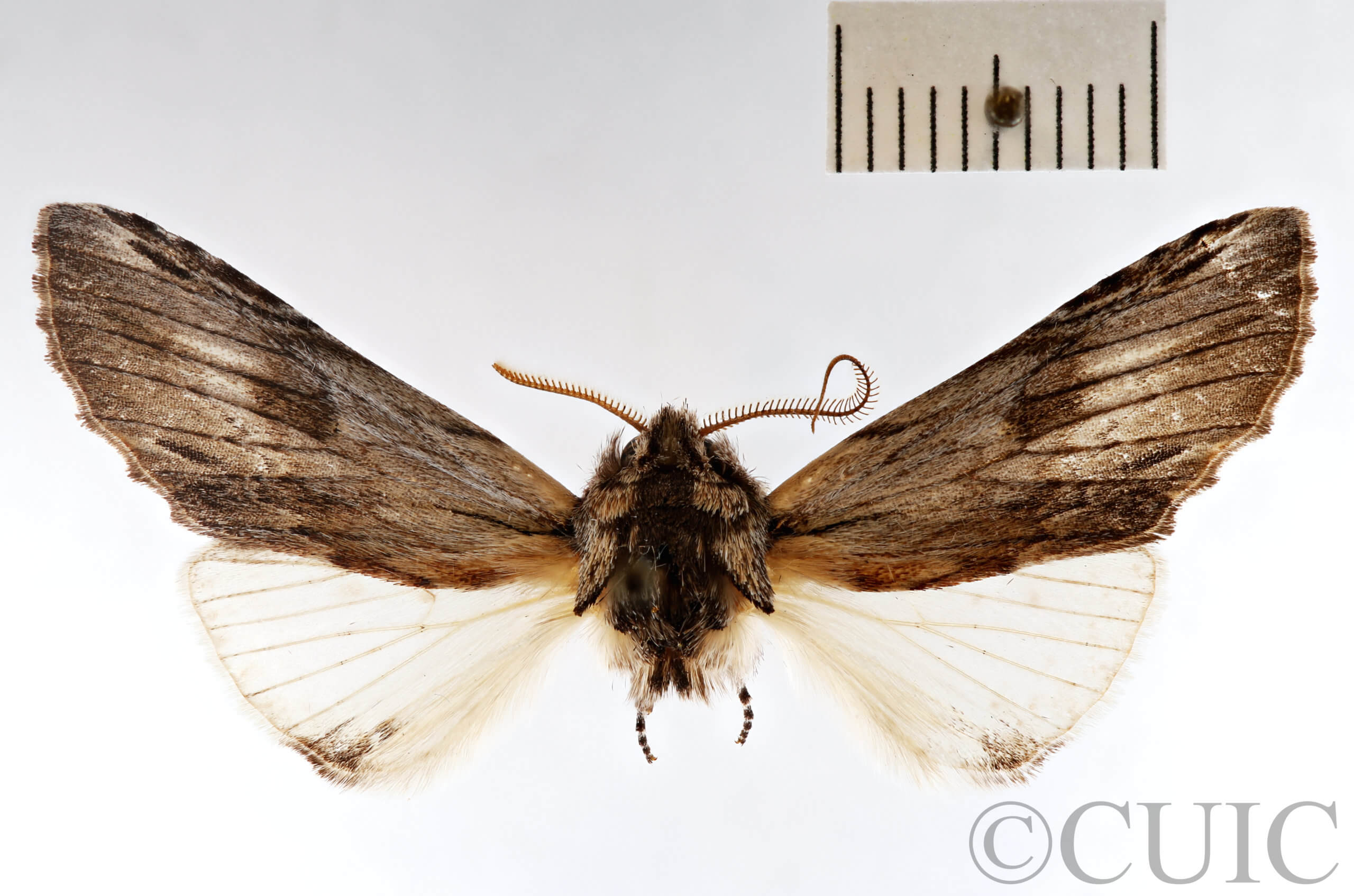 slide view of adult Ianassa perangulata