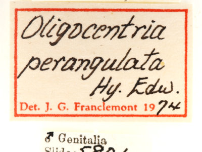 label view of adult Ianassa perangulata