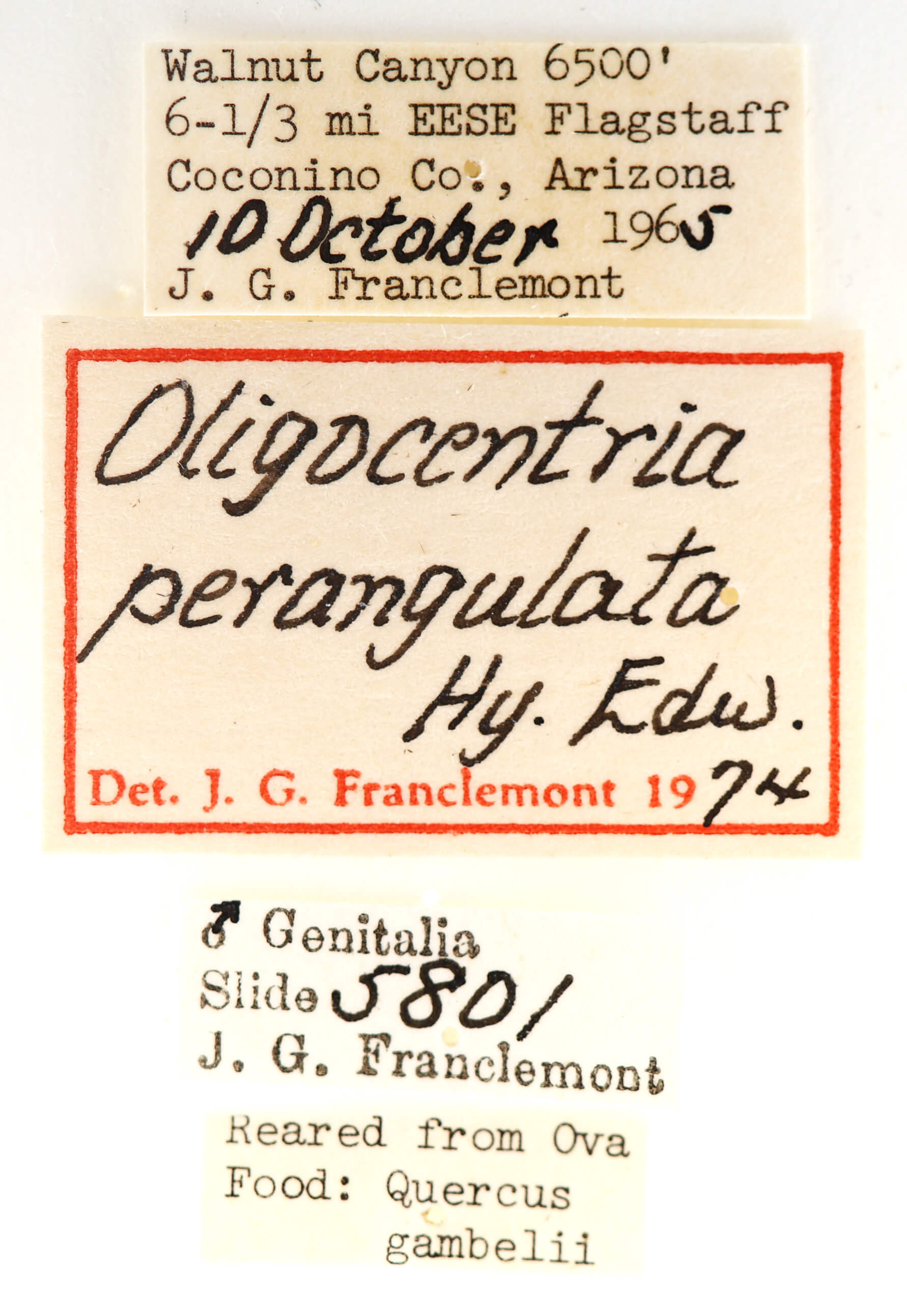 label view of adult Ianassa perangulata