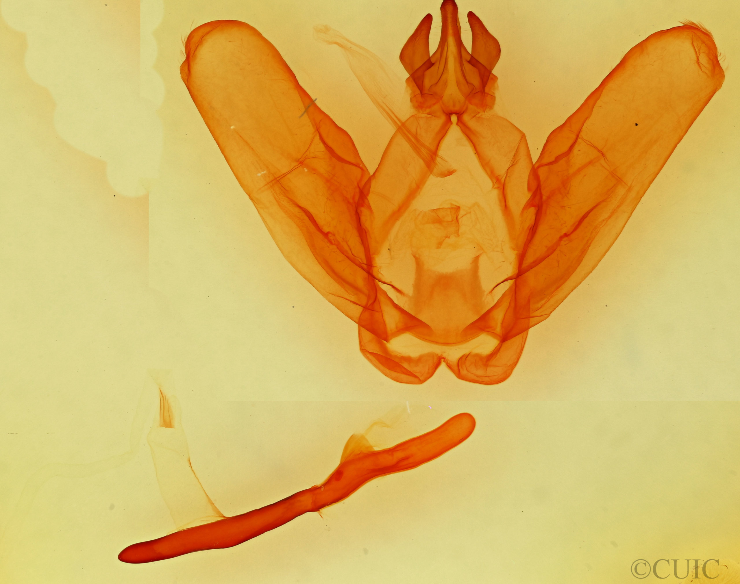 genitalia view of adult Ianassa perangulata